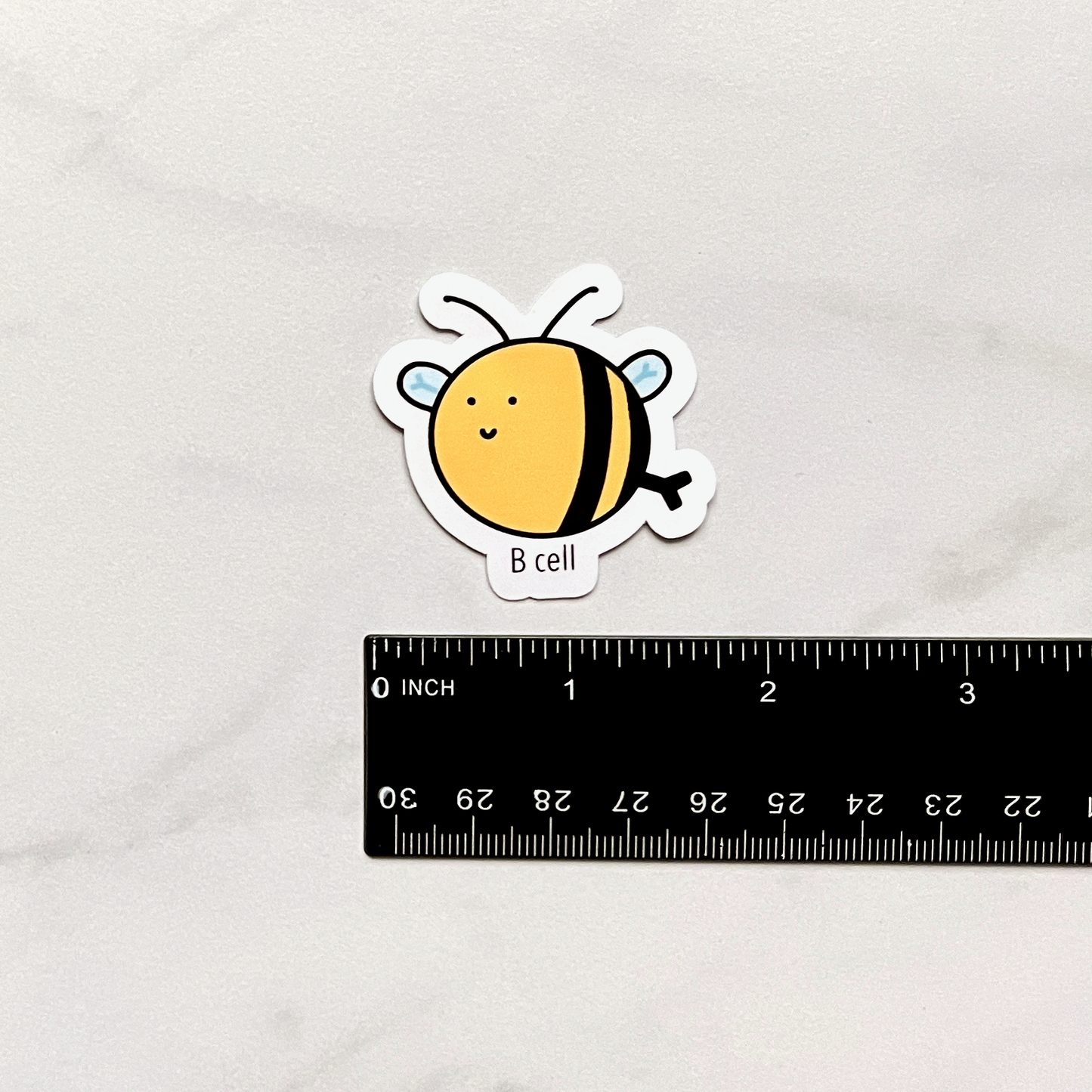 B Cell Sticker measurement