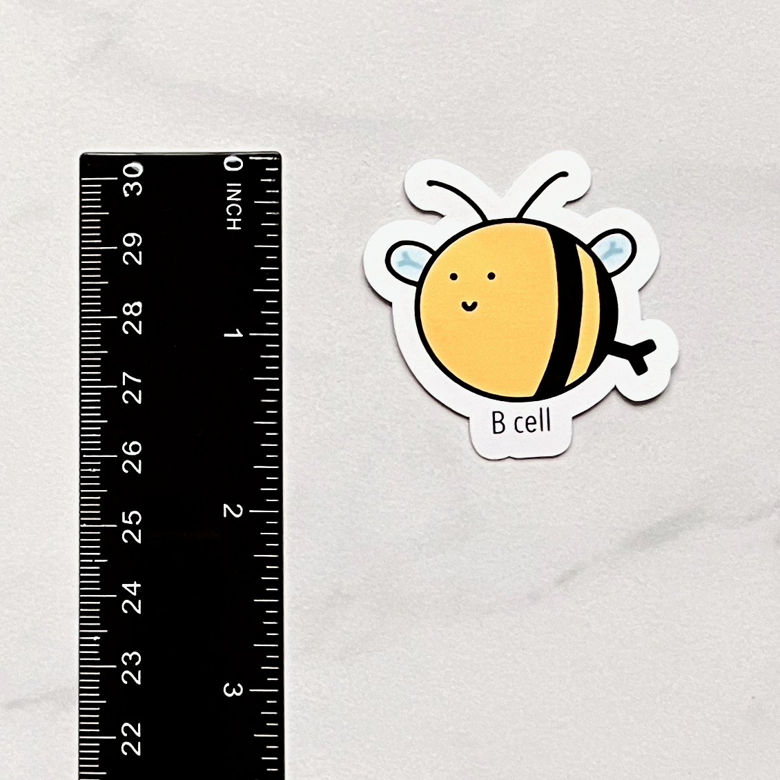B Cell Sticker measurement